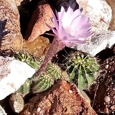 Lavender Cottage - At Home In Lightning Ridge Esterno foto