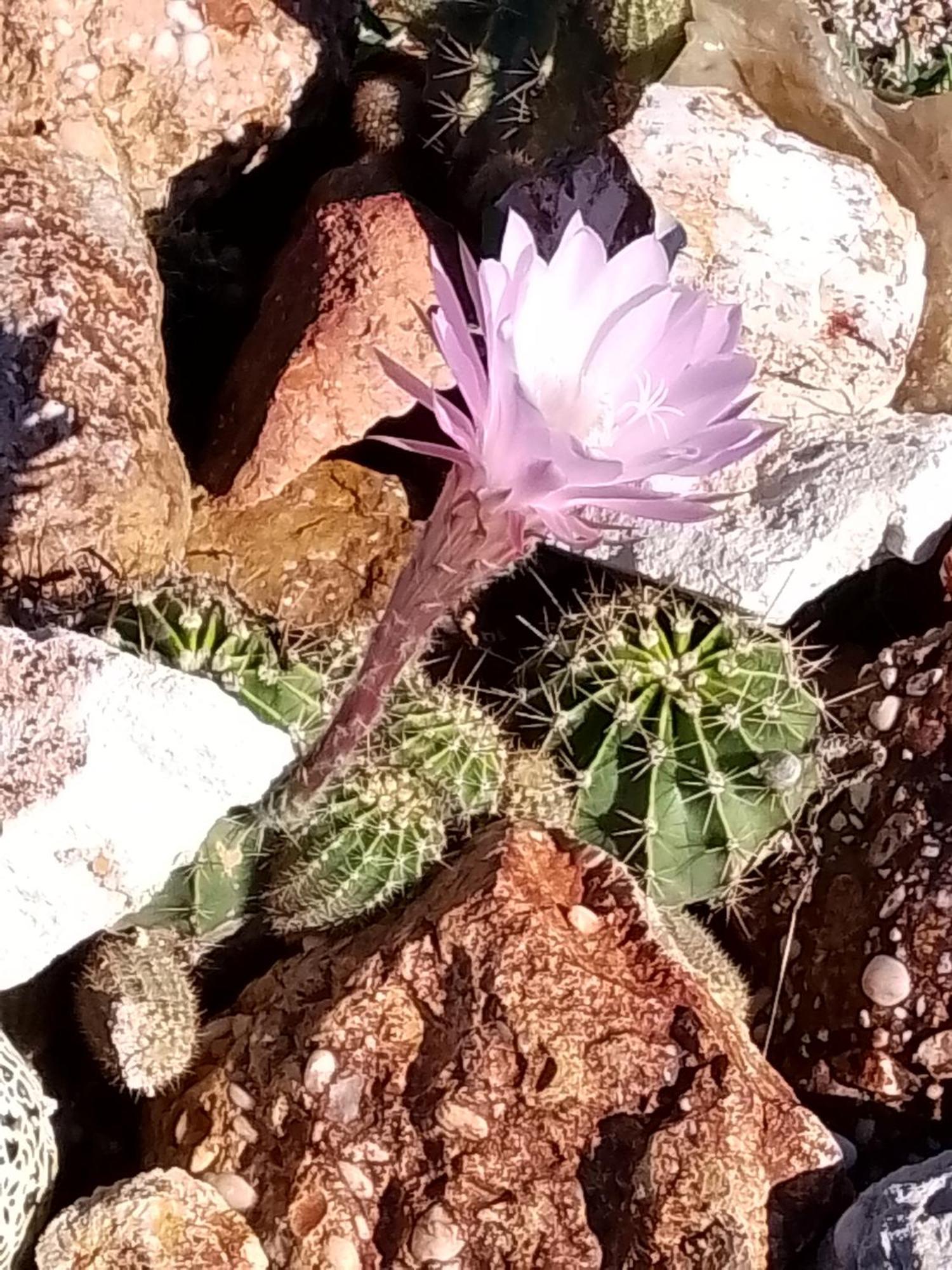 Lavender Cottage - At Home In Lightning Ridge Esterno foto